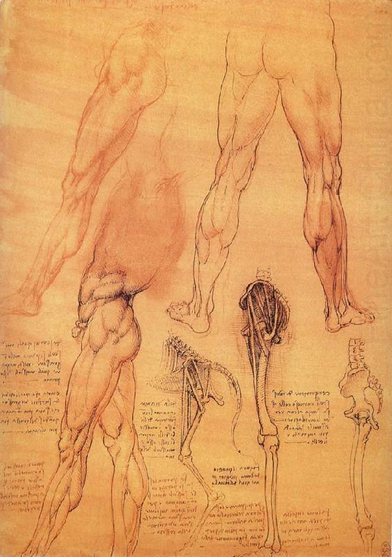 LEONARDO da Vinci Muscles and bone of leg and Hufte china oil painting image